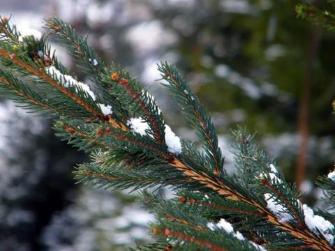 Winter in Vatra Dornei Stock Photos