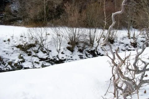 Winter vegetation Stock Photos
