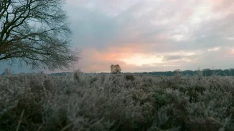 Winter In The Veluwe Video stock 146842562