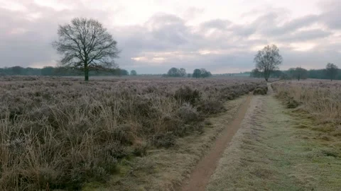 Winter In The Veluwe Video stock 146842564
