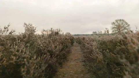 Winter In The Veluwe Video stock 146842566