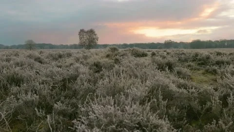 Winter In The Veluwe Video stock 146842568