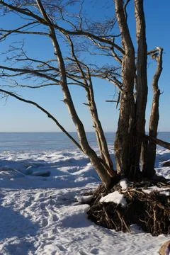 Winter vertical landscape, tree with exposed roots on frozen background Stock Photos