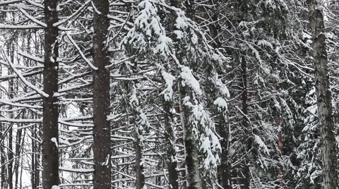 Winter View in Forest Stock Footage 48870325