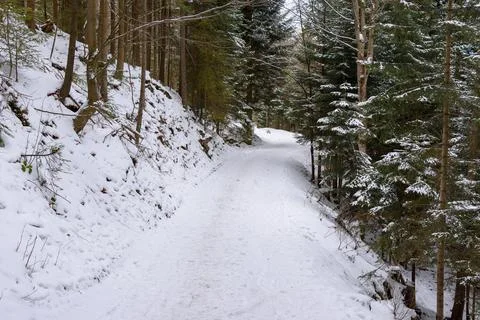 Winter view of forest path Stock Photos