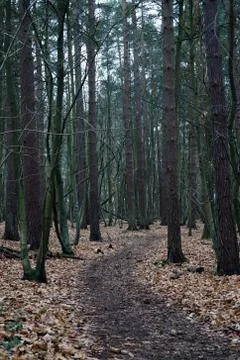 Winter view inside a pine forest 写真素材