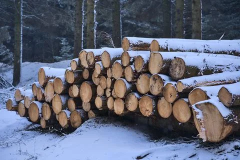 Winter view of log trunks pile, the logging timber forest wood industry Stock Photos