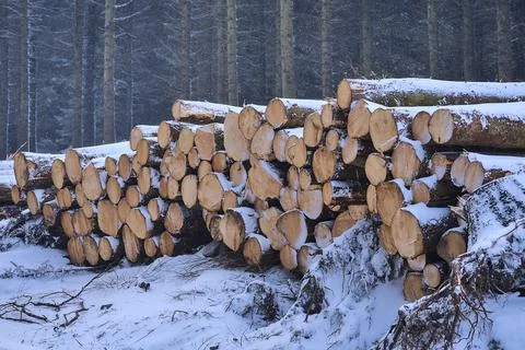 Winter view of log trunks pile, the logging timber forest wood industry, Ireland Stock Photos