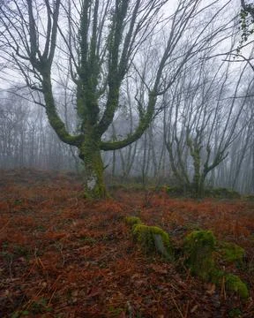 Winter view of the misty native forests near Lugo Stock Photos