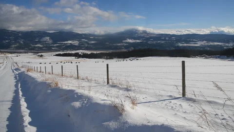 Winter view of road, pasture with cows and snow in rural British Columbia, 4k Stock Footage 222663308