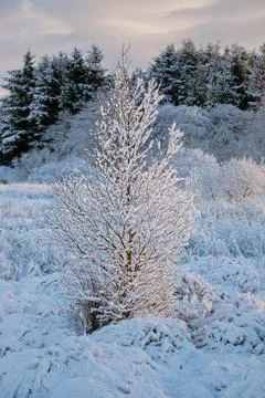 Winter view of small tree covered with snow on a sunny day Stock Photos