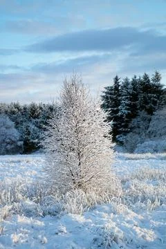 Winter view of small tree covered with snow on a sunny day Stock Photos