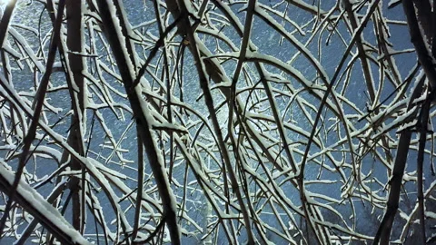 Winter. View of the snow-covered tree branches and flying snow at night. Stock Footage 144970218