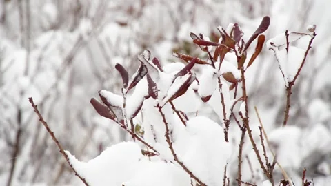 Winter view with snow covered tree branches dry plants forest during snowfall Stock Footage 264604150
