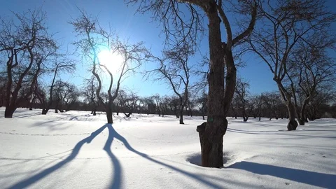 Winter view on a sunny day with trees reflecting on snow Video stock 87661932