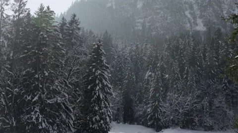 Winter view of the Swiss Alps. Mountain peaks and pine trees covered with snow Stock Footage 231701283