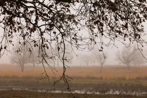 Winter View Through Branches and Withered Leaves Toward Trees in the mist Stock Photos