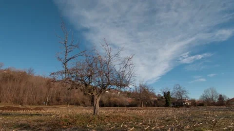 Winter view of a tree in a wheat field in italy country Stock Footage 160547387
