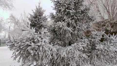 Winter view of the trees in the ice by the road Video stock 225862249