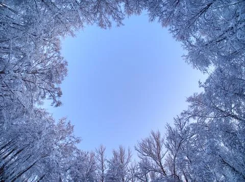 Winter view of trees in the park. Stock Photos