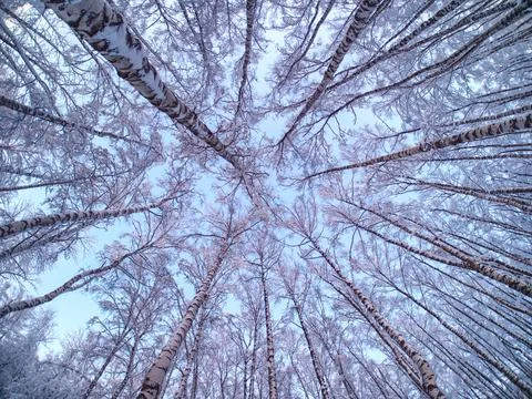 Winter view of trees in the park. Stock Photos