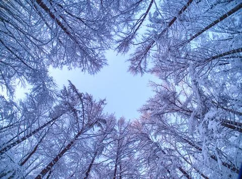 Winter view of trees in the park. Stock Photos