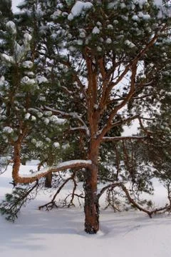 Winter view with trees Foto stock