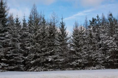 Winter view with trees Stock Photos