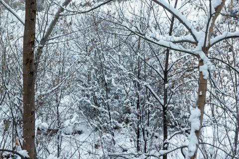 Winter view in winter Stock Photos