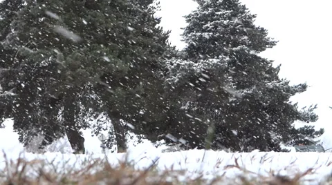 Winter Village - 09 - Close Grass and Far Pines In Heavy Snowfall Stock Footage