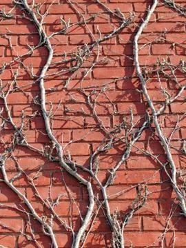 Winter vines Foto stock