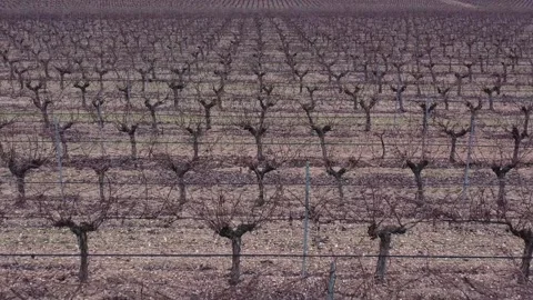 Winter Vineyard Close View with Drip Irrigation System Stock Footage 329972061