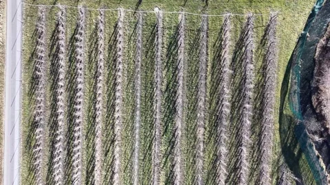 Winter vineyard 스톡 동영상 329506332