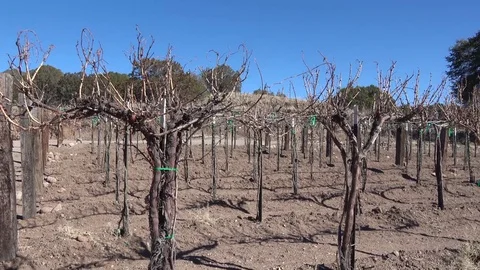 Winter Vineyard Grape Vines 库存影片 71963316