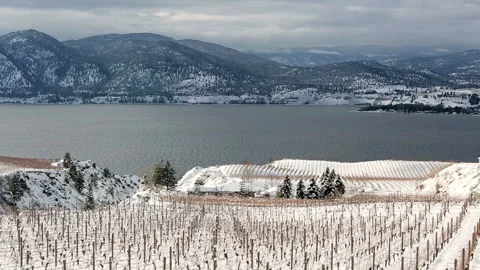 Winter Vineyard Okanagan Valley Video stock 156574546