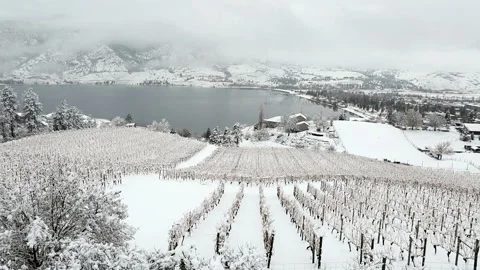 Winter Vineyard Okanagan Valley Stock Footage 163376746