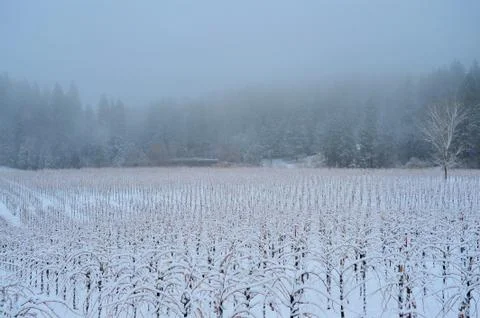 Winter vineyard Stock Photos