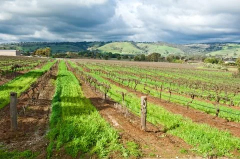 Winter vineyard Stock Photos