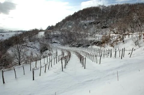 Winter vineyard Stock Photos
