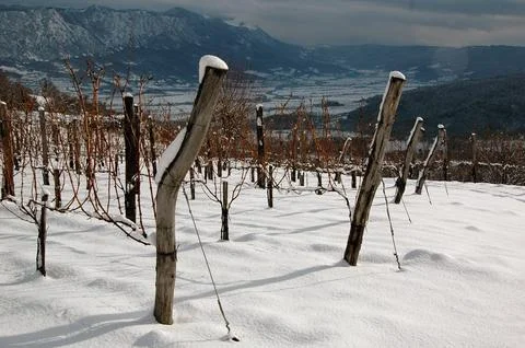 Winter vineyard Stock Photos