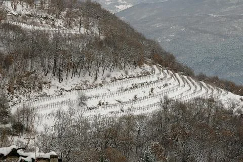 Winter vineyard Stock Photos