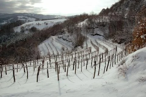Winter vineyard Stock Photos