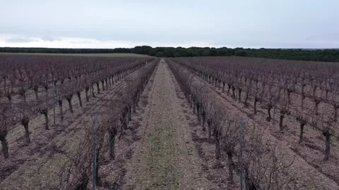 Winter Vineyard Rows Waiting for Pruning in Agricultural Landscape Stock Footage 329972053