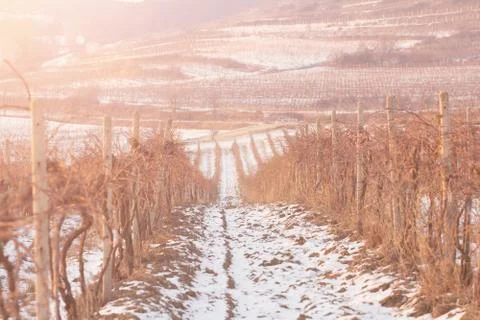 Winter vineyard sunset Stock Photos