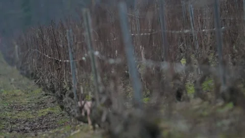 Winter vineyards Video stock 303137665