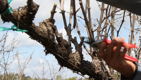 Winter Vineyards Pruning Stock Footage 1808342