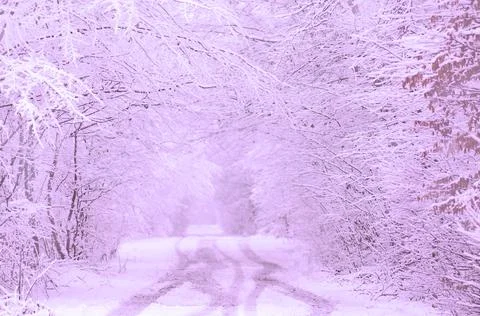Winter violet landscape with trees 스톡 사진