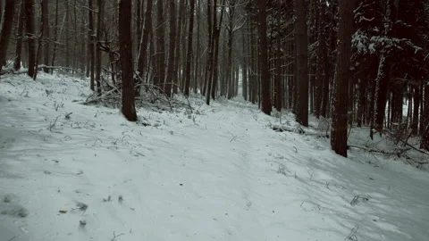 Winter virtual walk through forest covered in snow. POV shot on a gimbal. Stock Footage 147405036