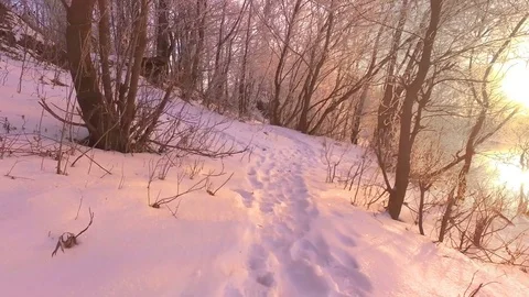 Winter walk along the forest path among the trees on the shore of the river Stock-Footage 84275894