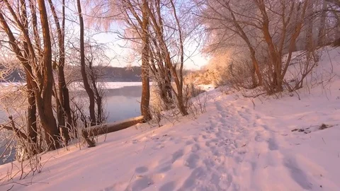 Winter walk along the forest path among the trees on the shore of the river Stock Footage 84275982